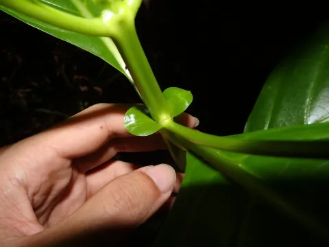 Mussaendopsis