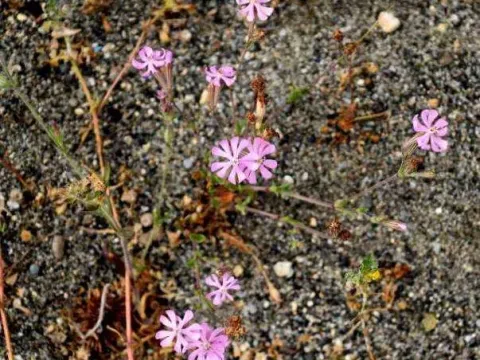 Silene gallinyi