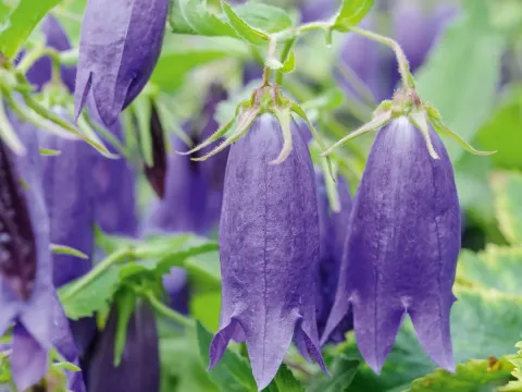 Campanula secundiflora