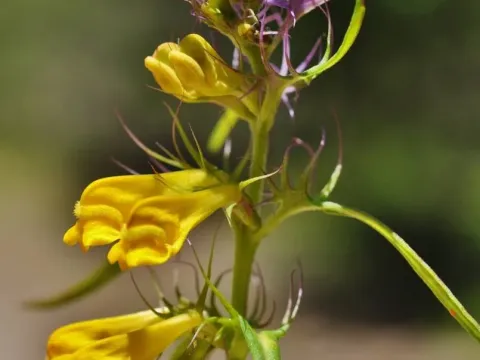 Melampyrum trichocalycinum