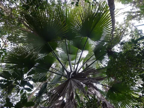Satranala