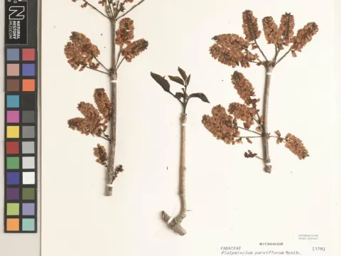 Platymiscium parviflorum