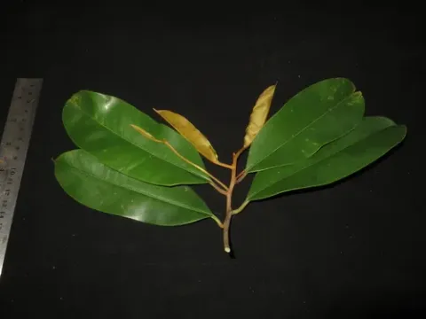 Palaquium calophyllum