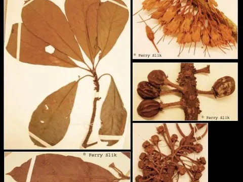 Palaquium quercifolium