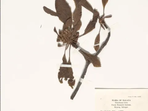 Palaquium stellatum