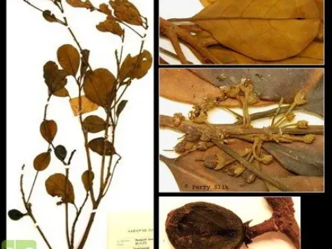 Palaquium walsurifolium