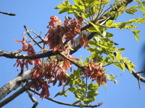 Паришия
