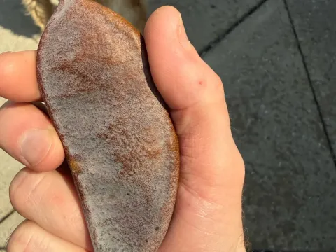 Gymnocladus