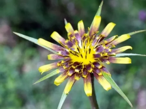 Scorzonera (or Spanish salsify)