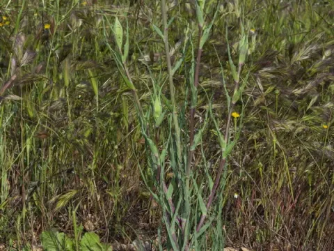 Tragopogon lainzii
