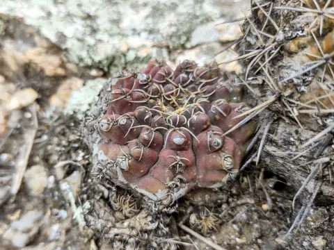 Gymnocalycium