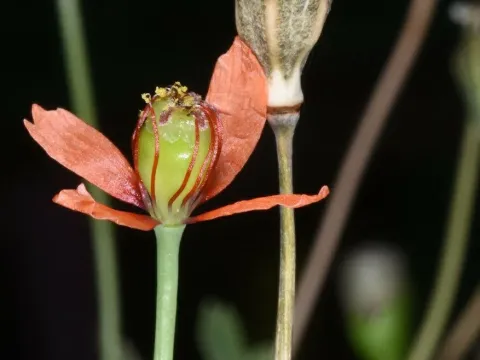 Decaisne's poppy