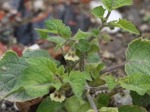 Husk tomato