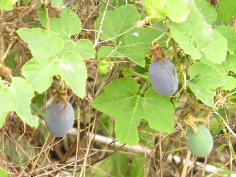 Passiflora morifolia