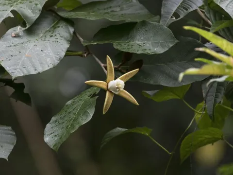 Pterospermum