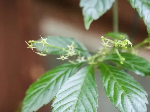 Gynostemma pentaphyllum