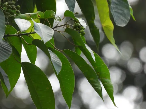 Balakata