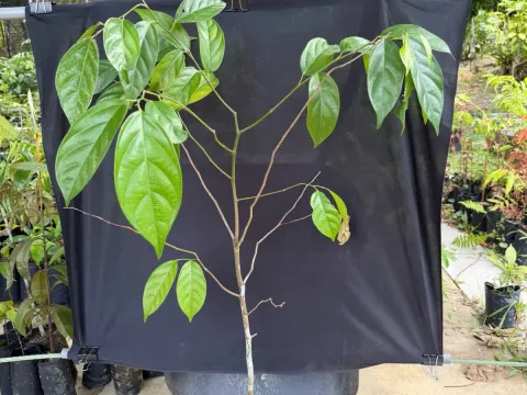 Scorodocarpus