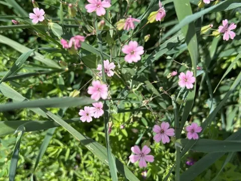 Gypsophila