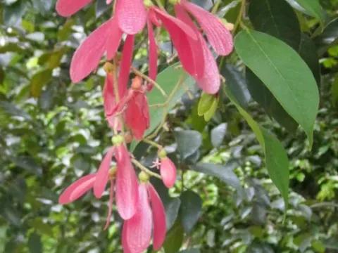Shorea acuminata