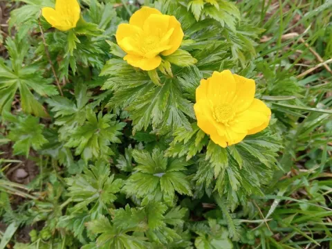 Globeflower