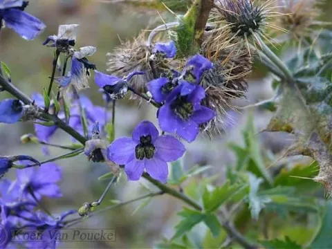 Delphinium araraticum