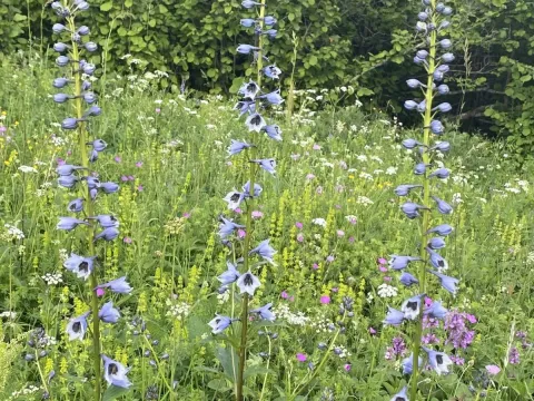 Delphinium flexuosum