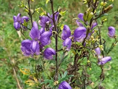 Variegated monkshood