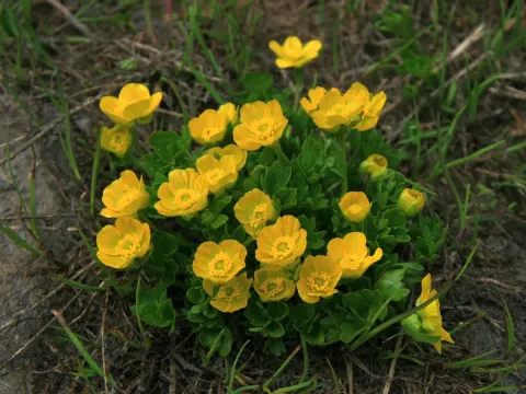 Ranunculus brachylobus