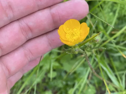 Caucasian buttercup