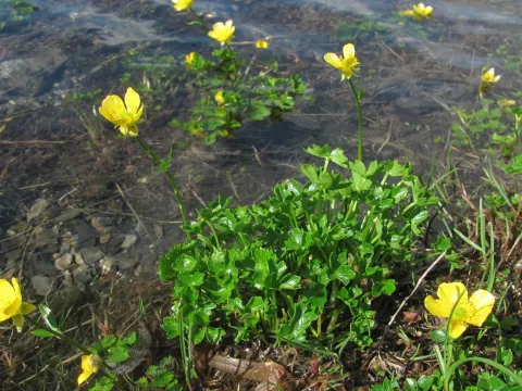 Ranunculus crassifolius