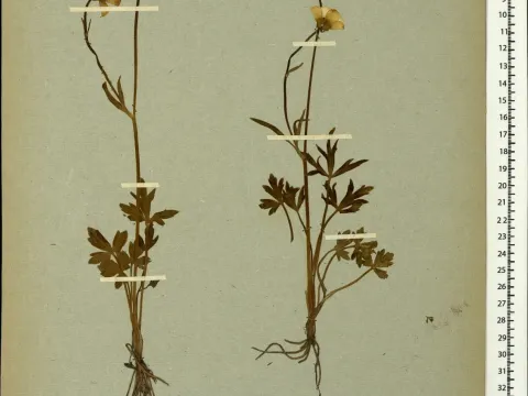 Ranunculus obesus