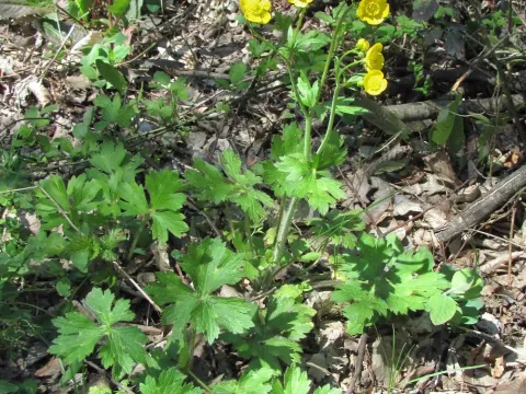 Hairy buttercup