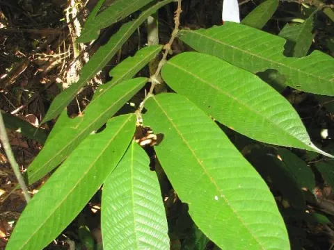 Shorea macrantha