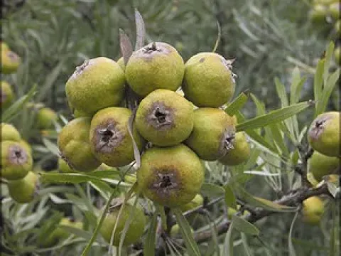 Sharp-toothed pear