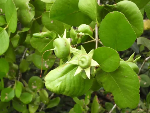 Sonneratia alba