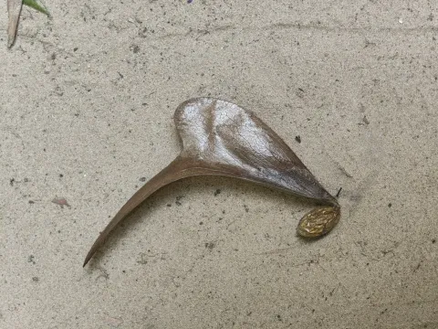 Pterocymbium