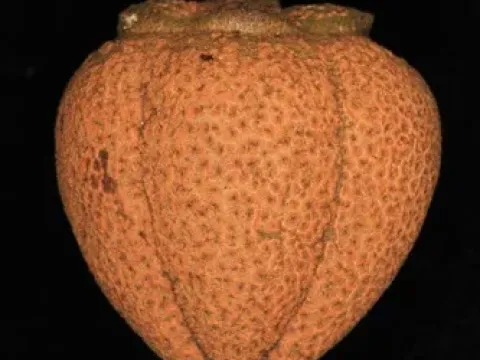 Vatica maingayi