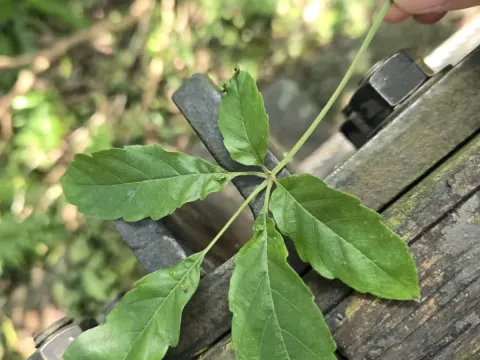 Vitex quinata
