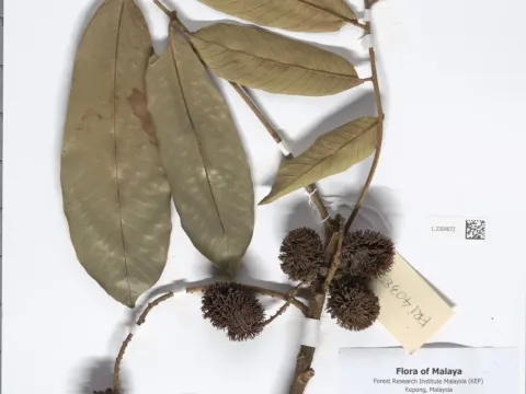 Nephelium cuspidatum