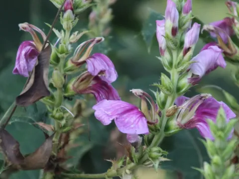 Acanthus polystachyus