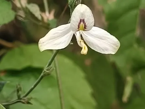 Carlowrightia