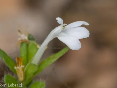 Justicia turneri