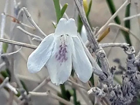Юстиція Уорнока