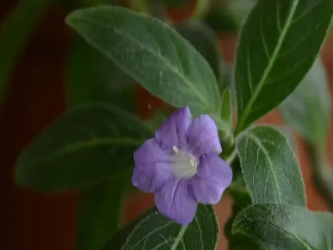 Carolina wild petunia