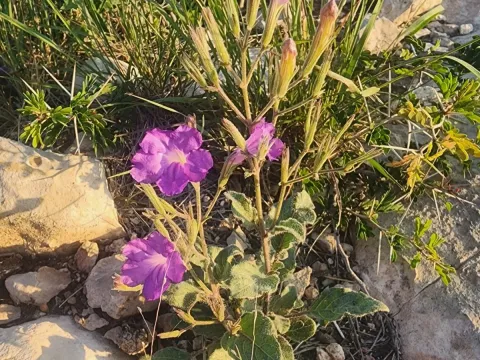Руеллія Корзо