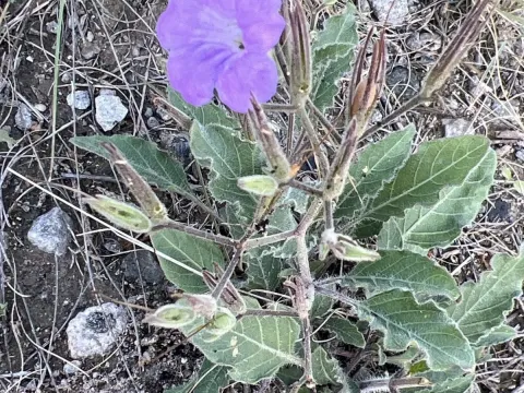 Ruellia drushelii