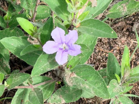 Fringeleaf wild petunia