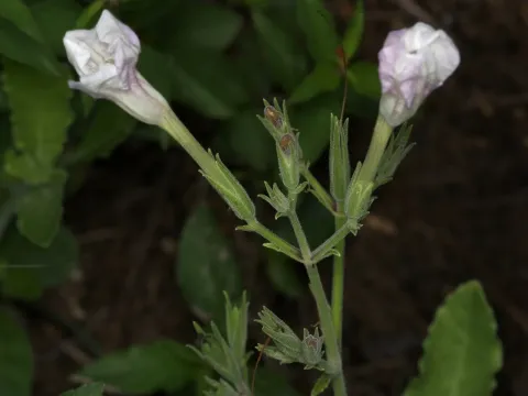 Ruellia metziae