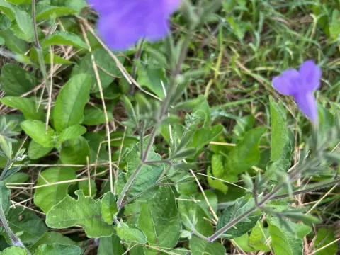 Ruellia runyonii